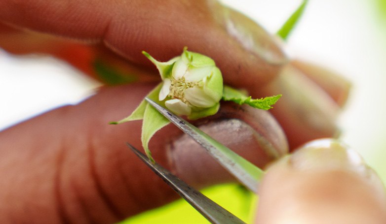 Preparazione del fiore per l’incrocio