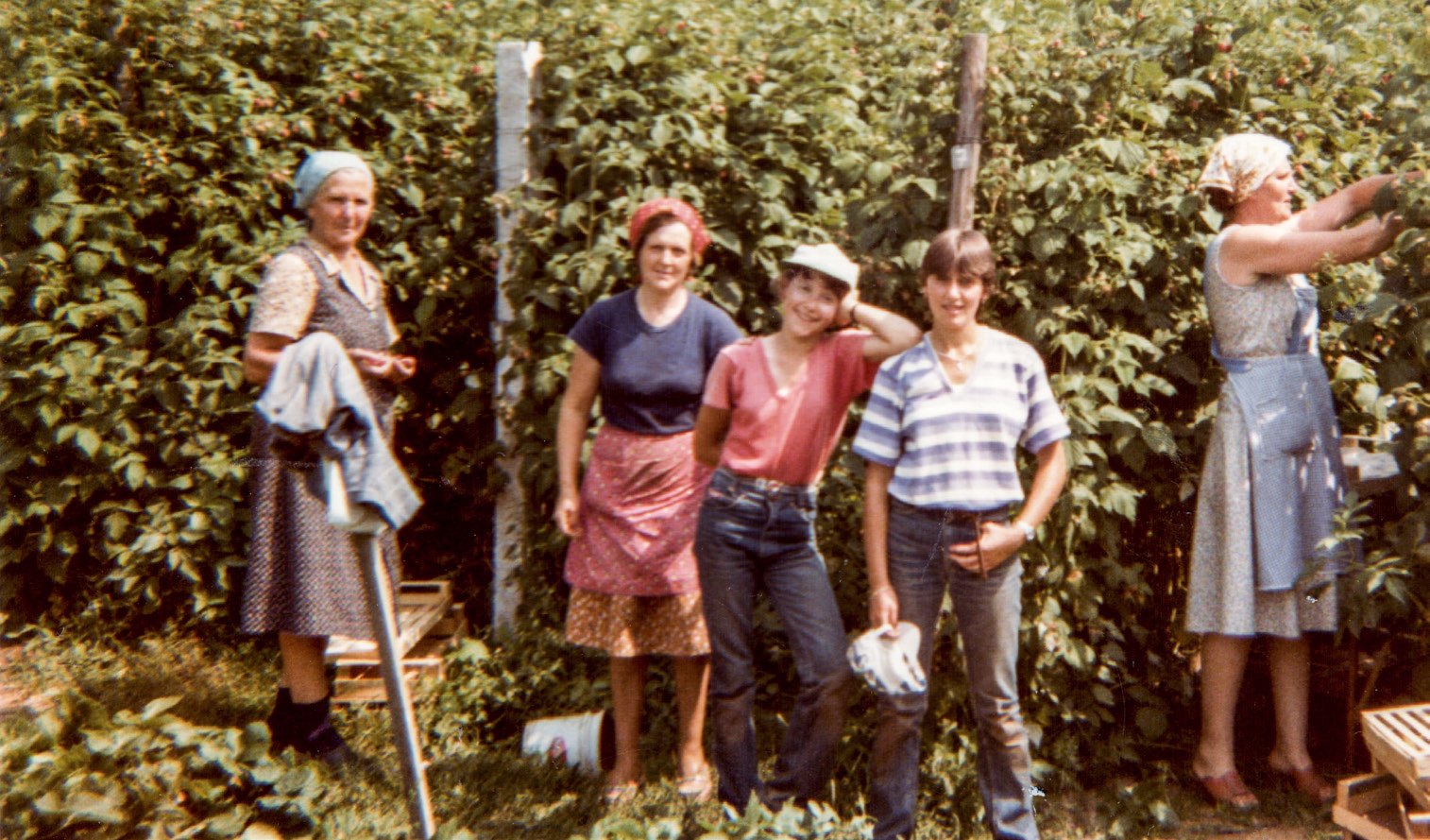 La famiglia Mattivi tra i filari di lamponi negli anni Settanta
