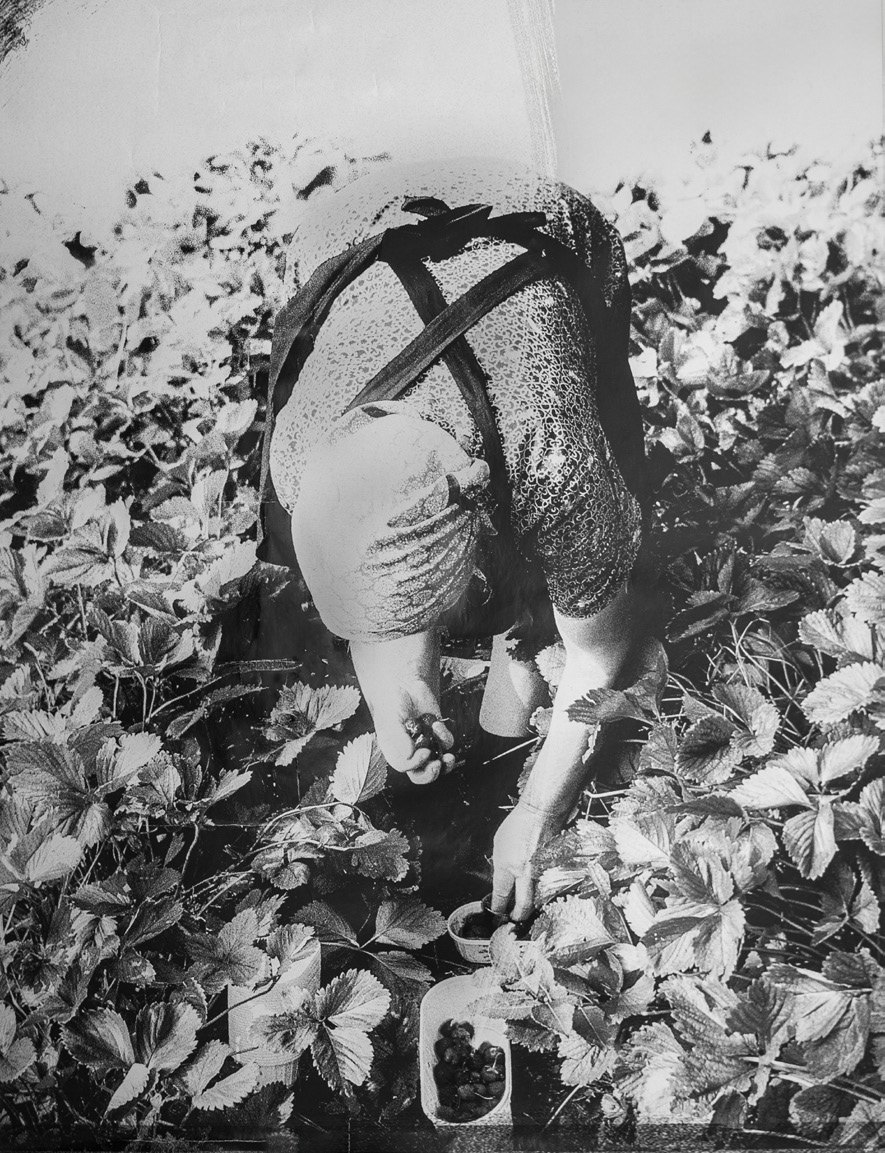 Raccolta a mano delle fragole, foto storica