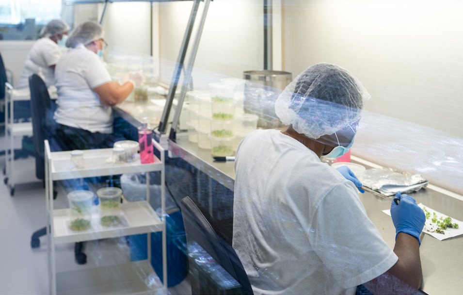 Laboratorio di micropropagazione