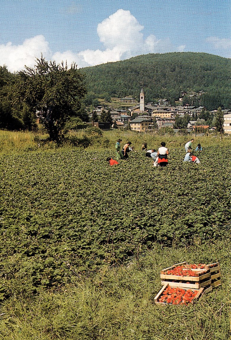 Raccolta delle fragole sull’Altopiano di Pinè