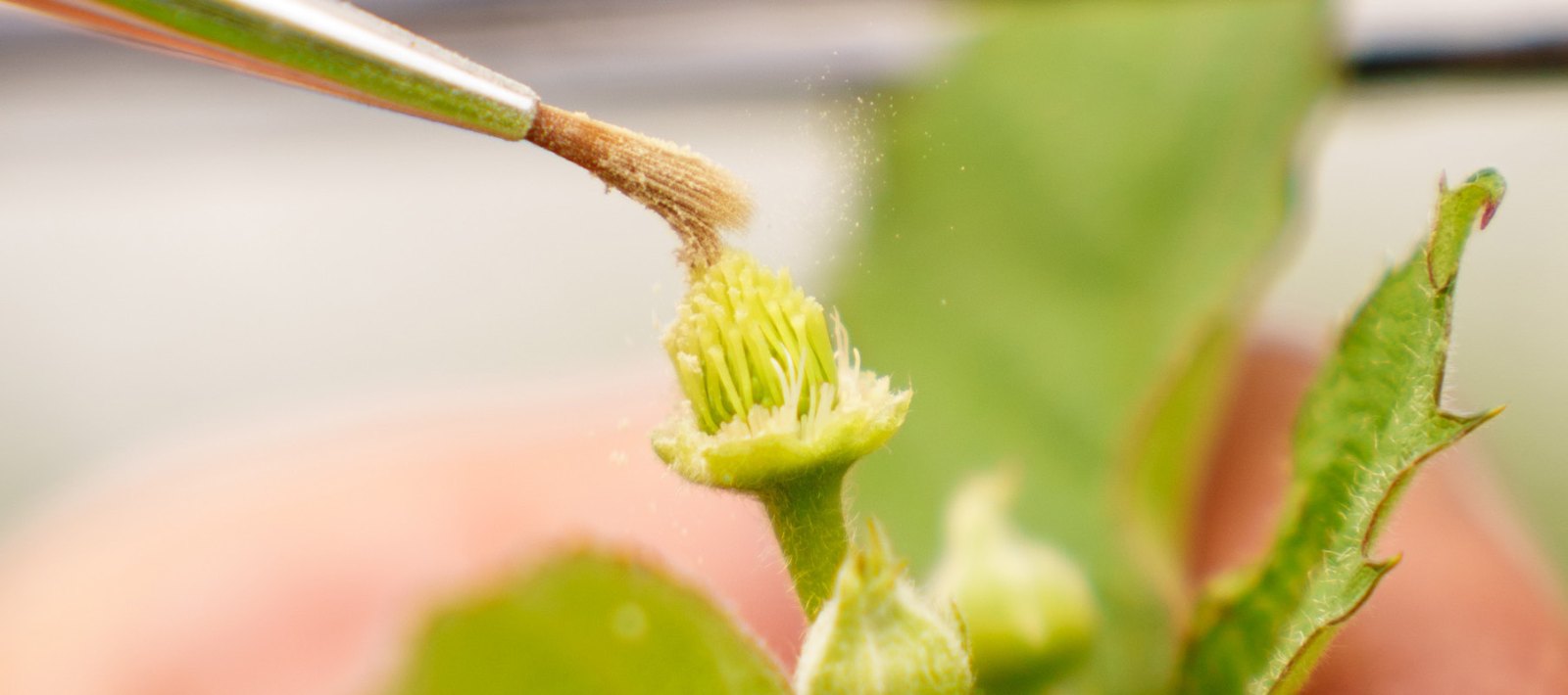 Impollinazione manuale di un fiore