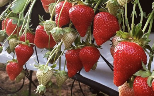 Fragole mature sulla pianta